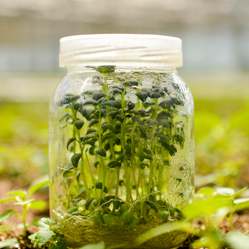 Hongji Agriculture