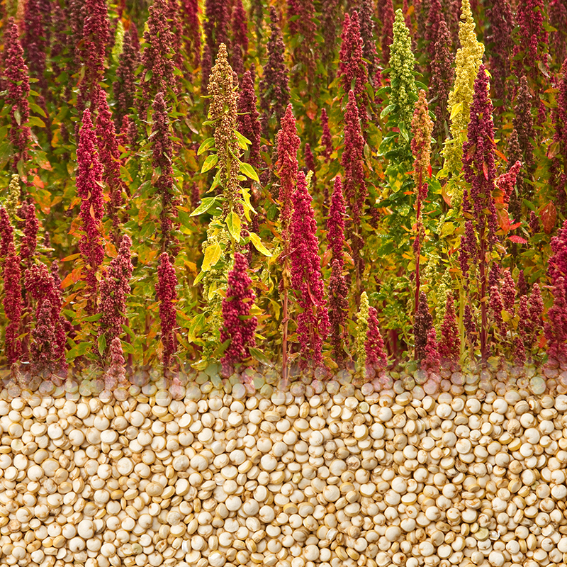 Hongji Agriculture