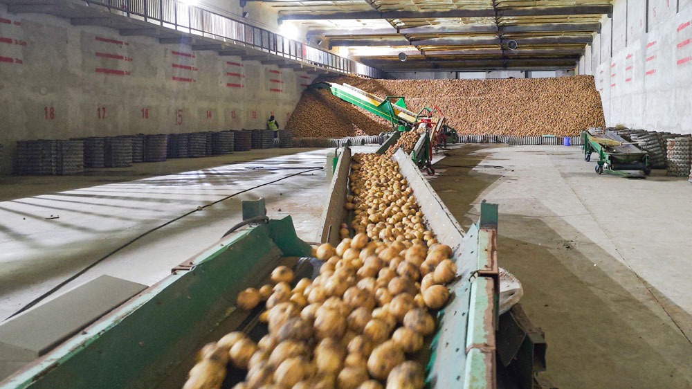 Hongji Agriculture JBO视讯·(中国区)官方网站农业马铃薯仓储