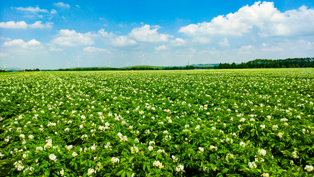 Hongji Agriculture JBO视讯·(中国区)官方网站农业马铃薯莳植