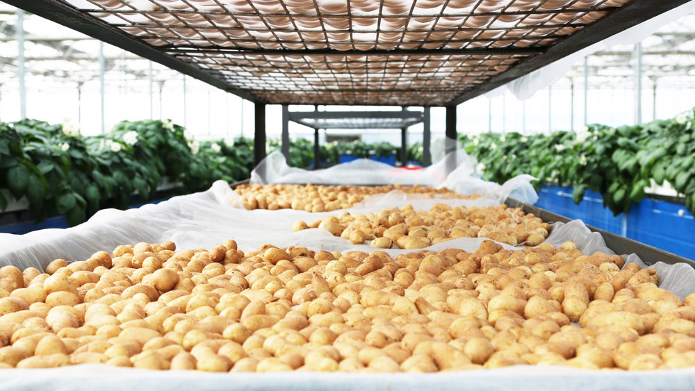 Hongji Agriculture JBO视讯·(中国区)官方网站马铃薯育种、繁育